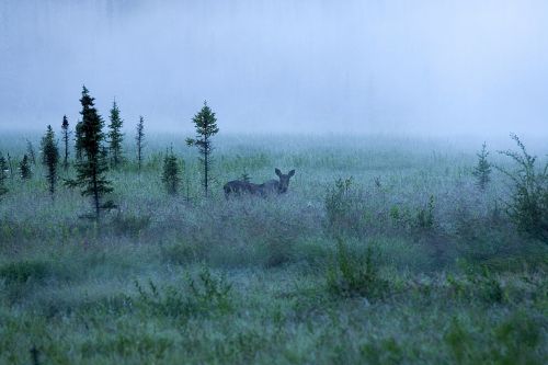 fog moose landscape