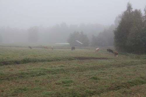 fog mist morning