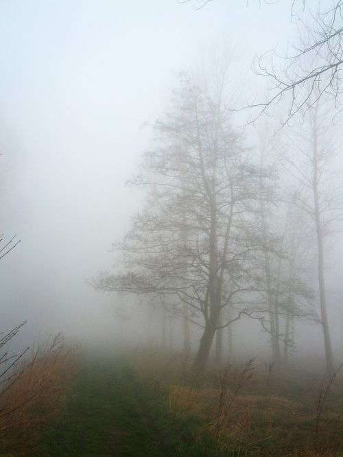 fog nature landscape