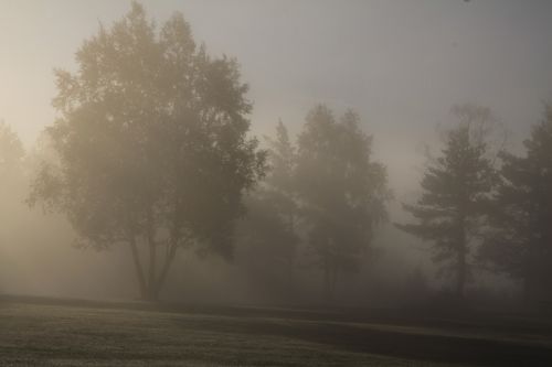 fog nature morning