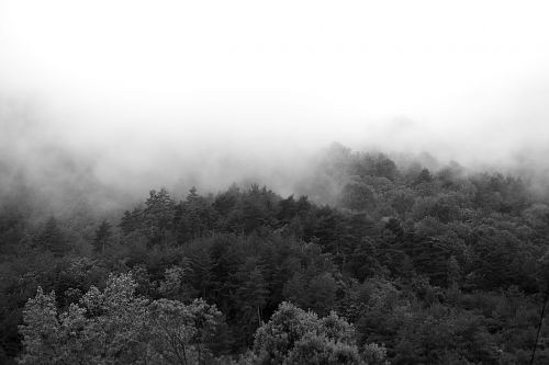 fog trees forest