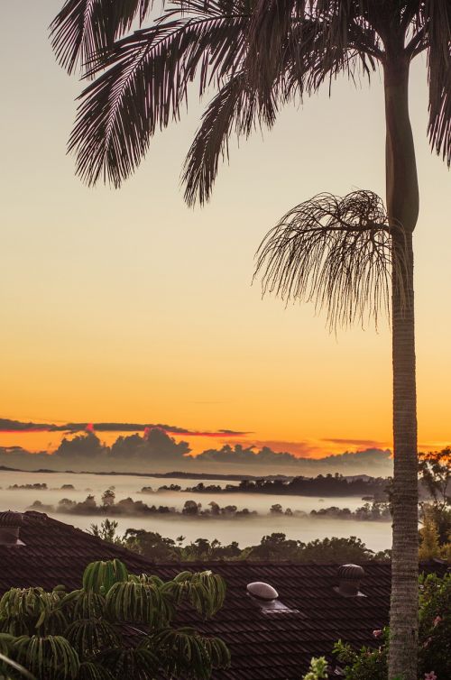 fog sunrise palm trees