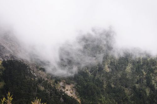 fog mountain acacia hill