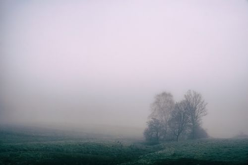 fog field countryside