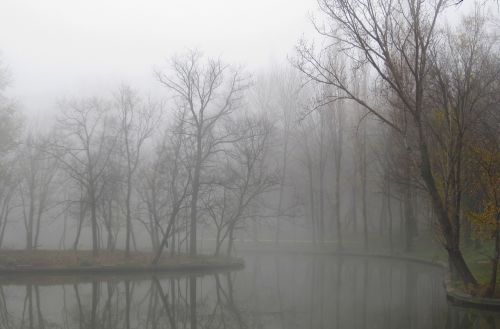 fog winter nature