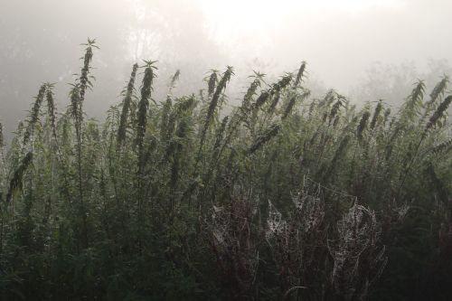 fog plant nature