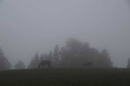 fog meadow horse