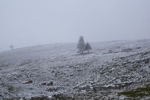 fog winter tree