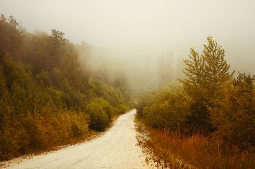 Fog In The Forest