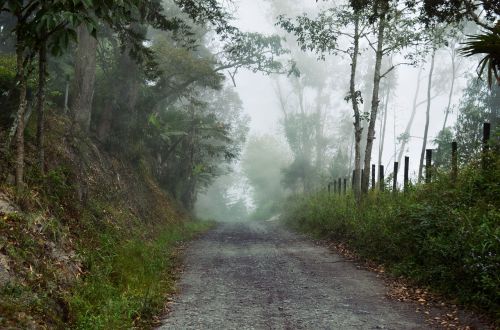foggy pathway road