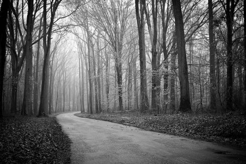 foggy woods trees