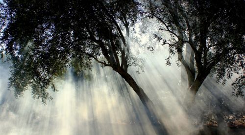 foggy olive tree sun