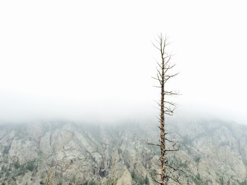 foggy nature landscape