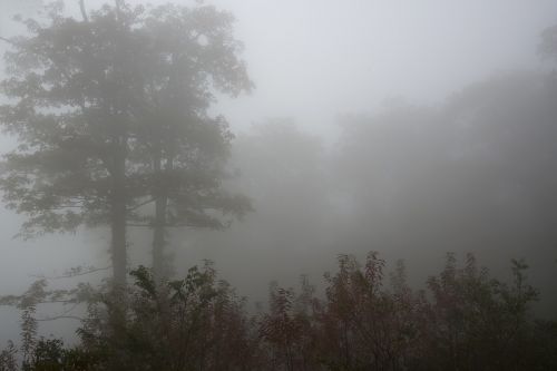 foggy landscape forest