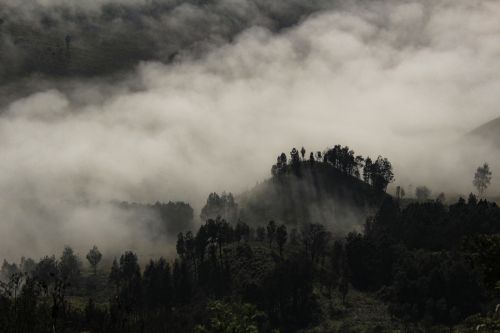 foggy tree landscape