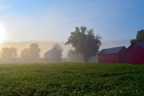 foggy morning field