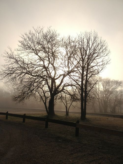foggy trees fog
