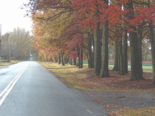 Foggy Autumn Road