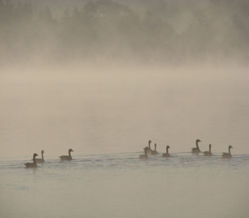 Foggy Day