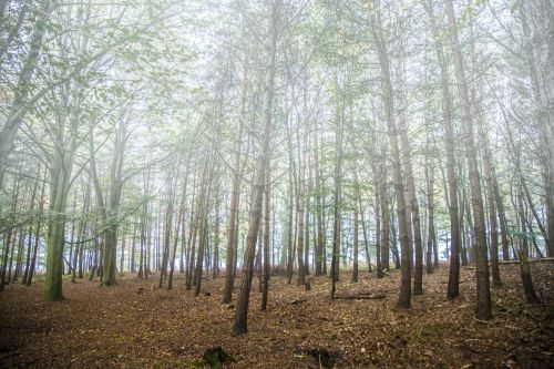 Foggy Forest