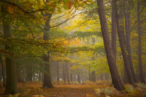 Foggy Forest