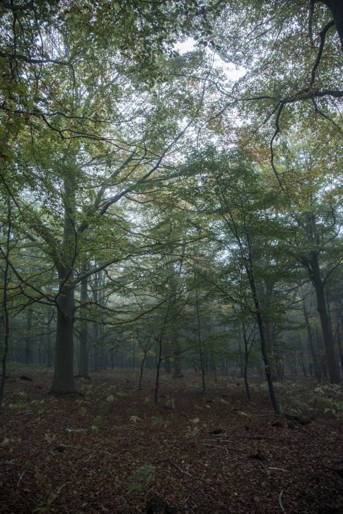 Foggy Forest