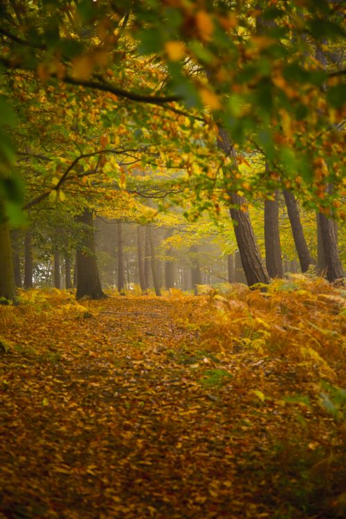 Foggy Forest