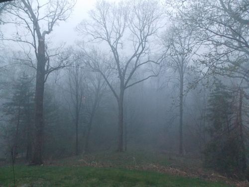 foggy forest fog trees