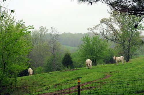 foggy ozark pasture  trees  cows