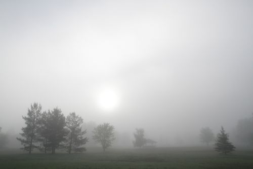 foggy park fog trees