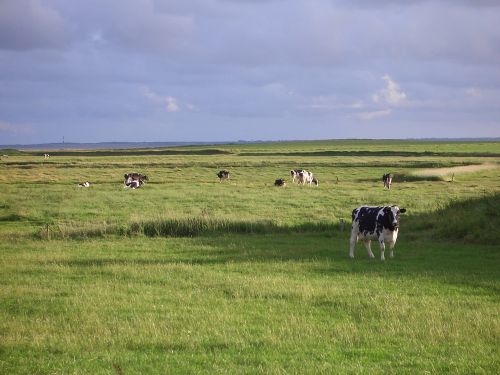 föhr landscape cows