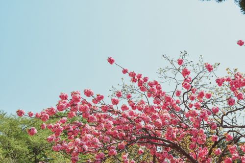 fold cherry flowers spring