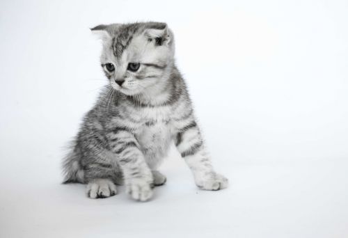 folded ears kittens short-haired cats
