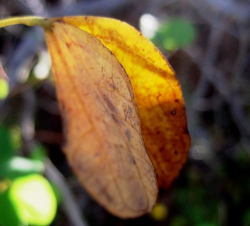 Folded Yellow Leaf
