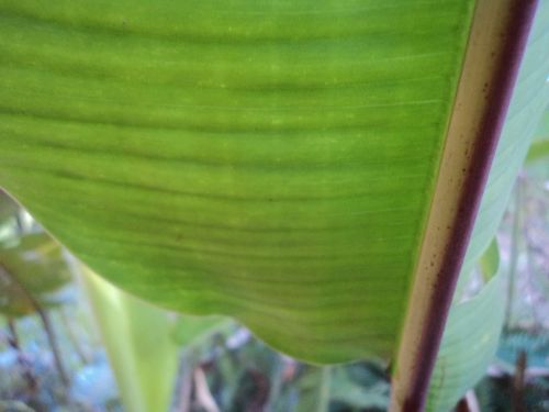 Green Leaves