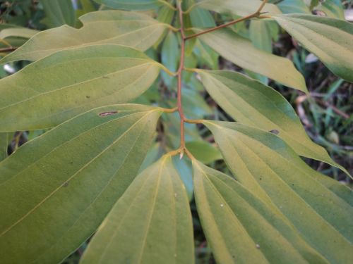 Green Leaves