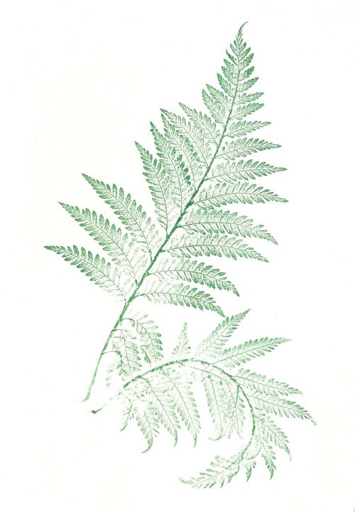 folia ferns leaves
