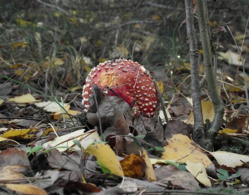 foliage amanita poison