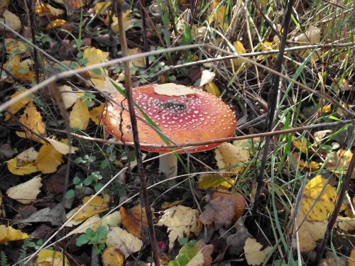 foliage amanita poison