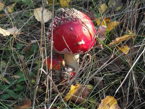 foliage amanita poison