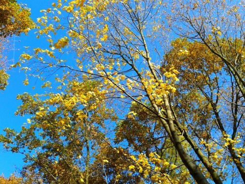 foliage autumn autumn gold