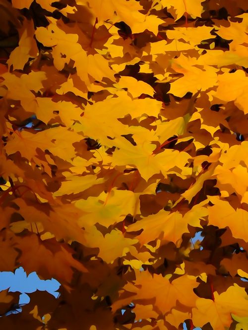 foliage autumn yellow leaves