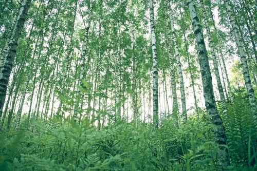 foliage forest landscape