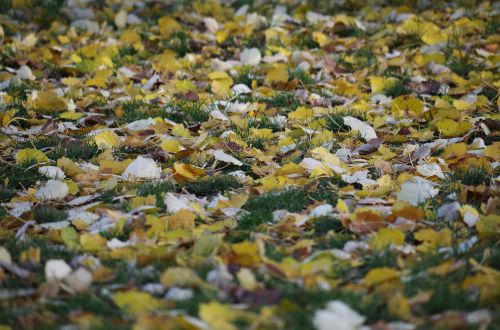 foliage autumn nature