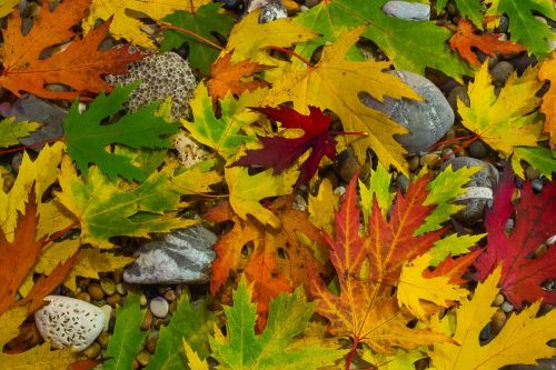 foliage autumn nature