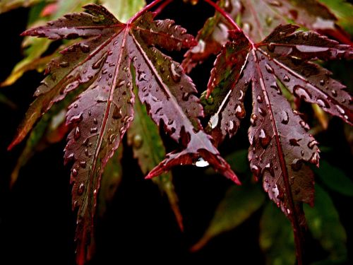 foliage japanese maple