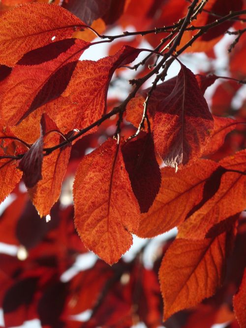foliage autumn red