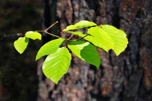 foliage forest lighting