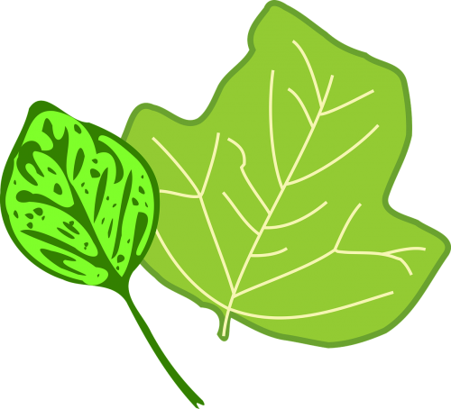foliage leaf leaves