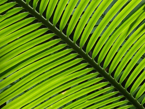 foliage green palm leaves